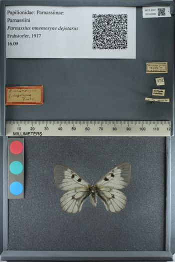 Media type: image;   Entomology 180095
